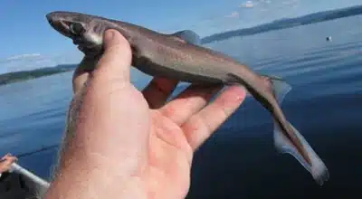 tiburon linterna