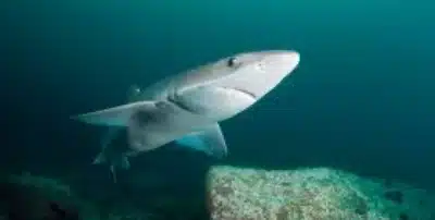 tiburon mielga