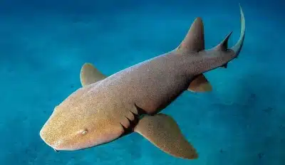 tiburon nodriza