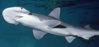tiburon pala