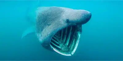 tiburon peregrino