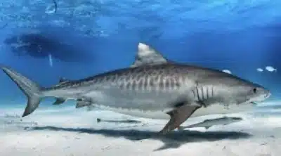 tiburon tigre