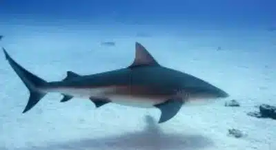 tiburon toro