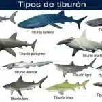 Tipos de tiburones tipos-de-tiburon