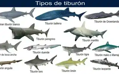 Tipos de tiburones