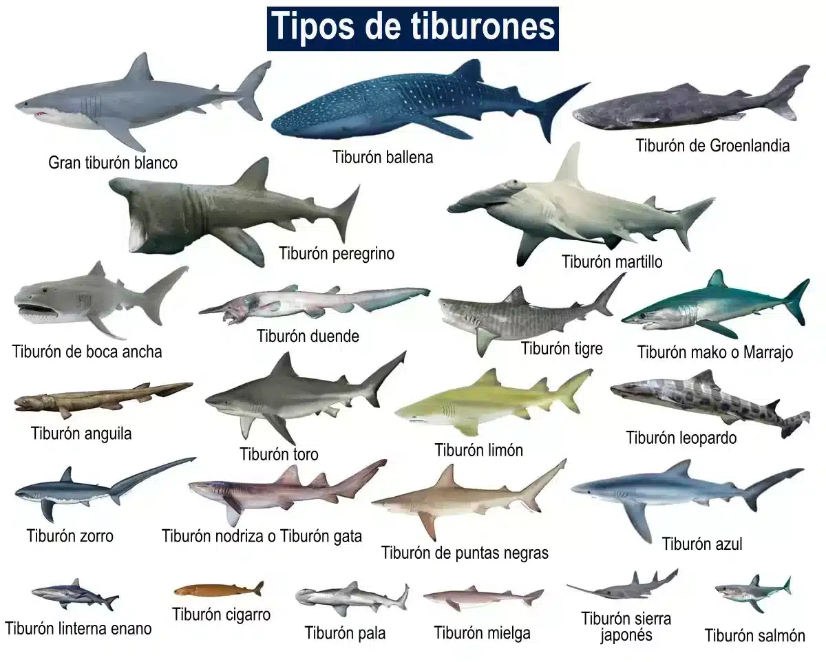 tipos-de-tiburones 
