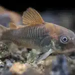 corydoras