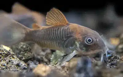Cuidados y alimentación de las Corydoras