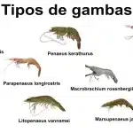 Tipos de gambas tipos de gambas