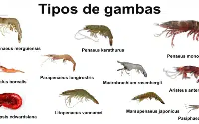 Tipos de gambas