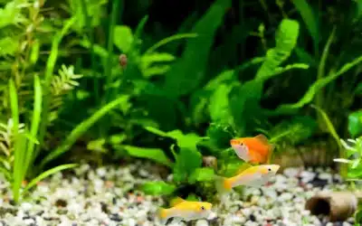 Cómo se comunican los peces