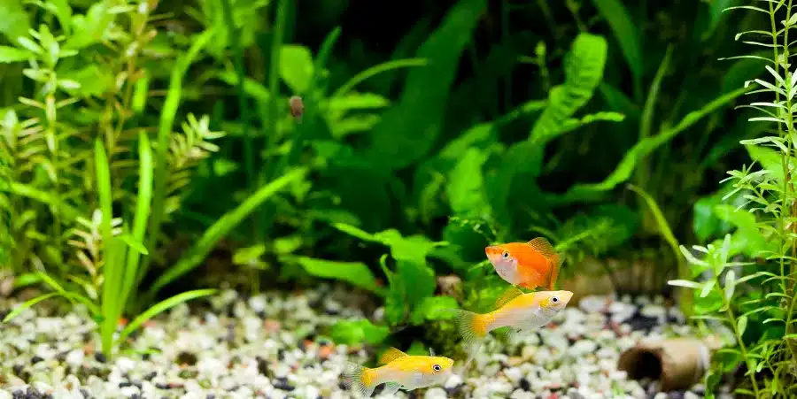 Cómo se comunican los peces