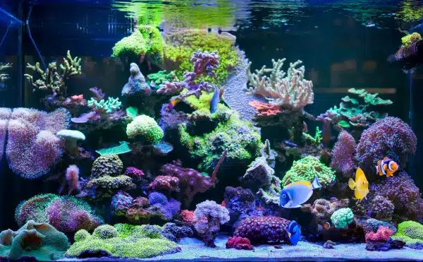 comunicacion quimica en acuarios