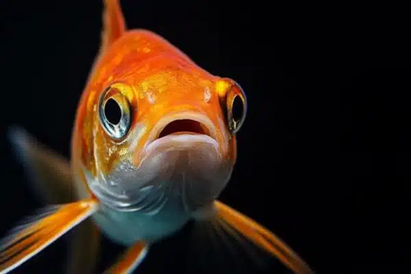 pez acuario asustado